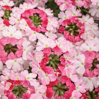 Superbena Sparkling® Amethyst Verbena  | Proven Winners®