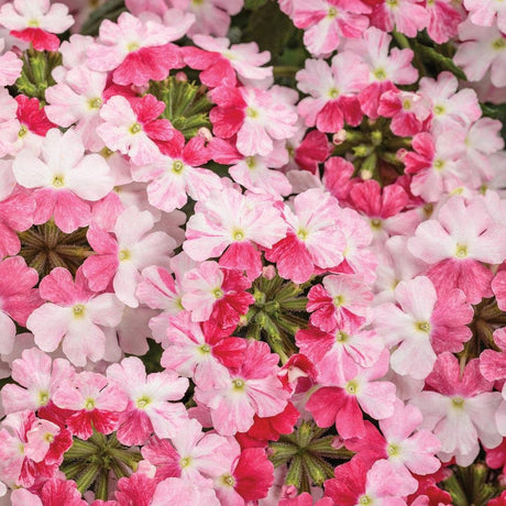 Superbena Sparkling Rosé verbena with pink flowers in pot
