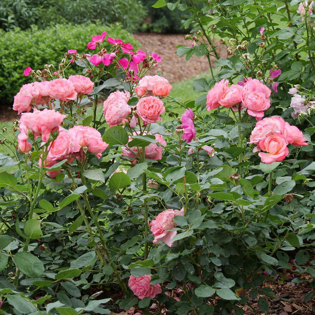 Coral rose with soft pink blooms in a nursery pot