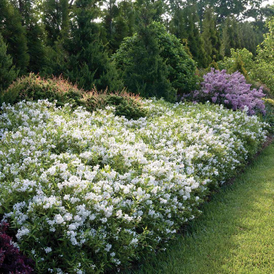 Yuki Snowflake deutzia with white flowers in bloom