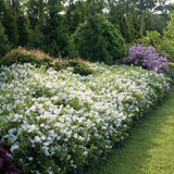 Yuki Snowflake deutzia with white flowers in bloom