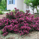 Spilled Wine weigela with pink flowers in a pot