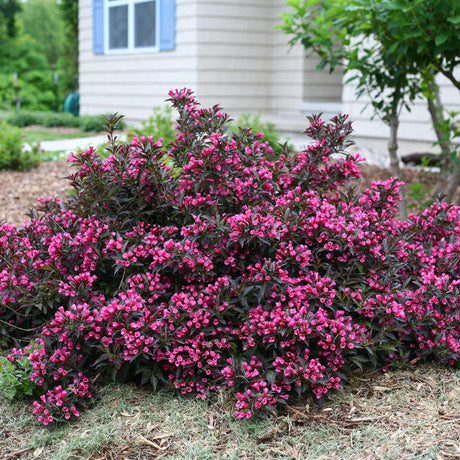 Spilled Wine weigela with pink flowers in a pot