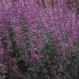 Agastache Royal Raspberry with purple flower spikes in a pot