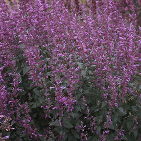 Agastache Royal Raspberry with purple flower spikes in a pot