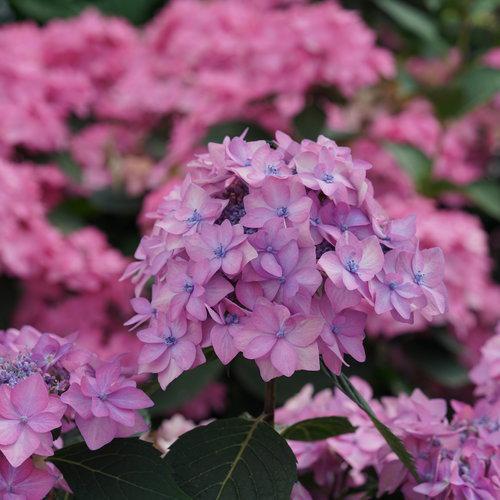 Proven Winners Let's Dance Can Do Hydrangea Shrub - Thumbnail 2