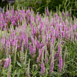 Veronica Magic Show Pink Potion with pink flower spikes
