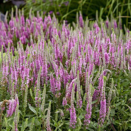 Veronica Magic Show Pink Potion with pink flower spikes