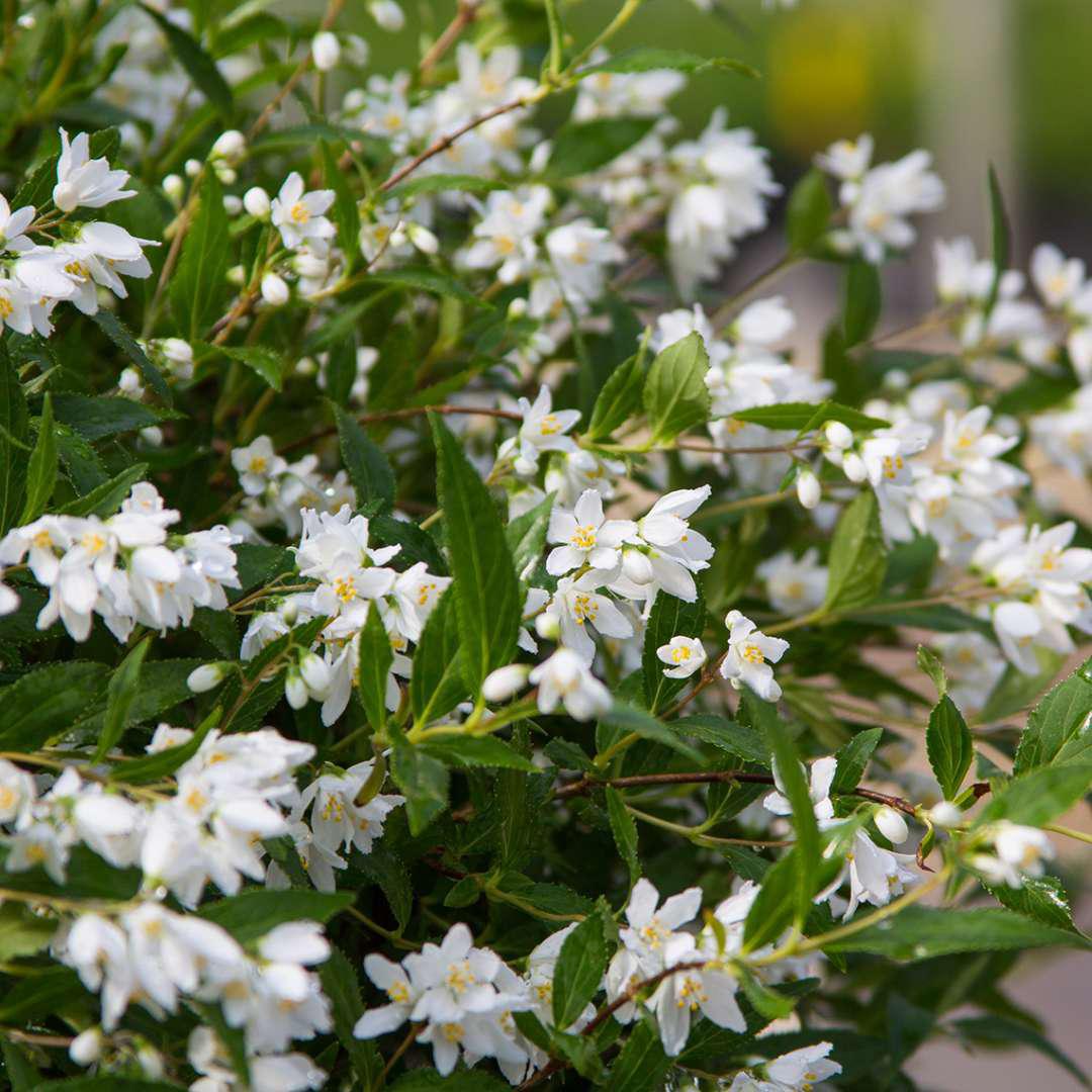 Yuki Snowflake deutzia with white flowers in a pot