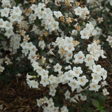 WINE & SPIRITS weigela with pink flowers in a pot