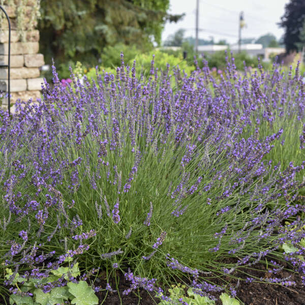 Creekside Champions Lavender - Thumbnail 2