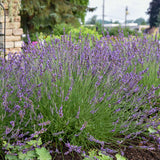Phenomenal lavender plant with purple blooms in pot