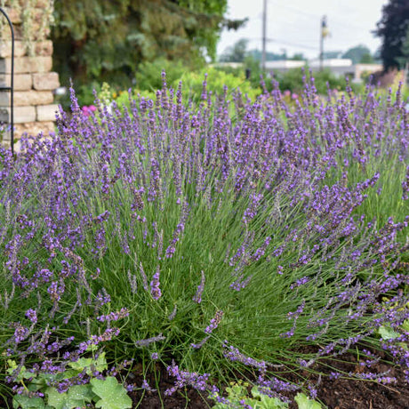 Phenomenal lavender plant with purple blooms in pot