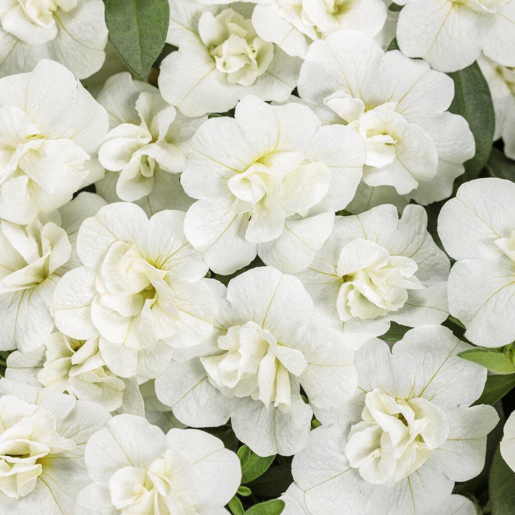 White Superbells Double Calibrachoa in a hanging basket
