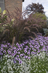 Purple fountain grass in a nursery pot with feathery purple plumes