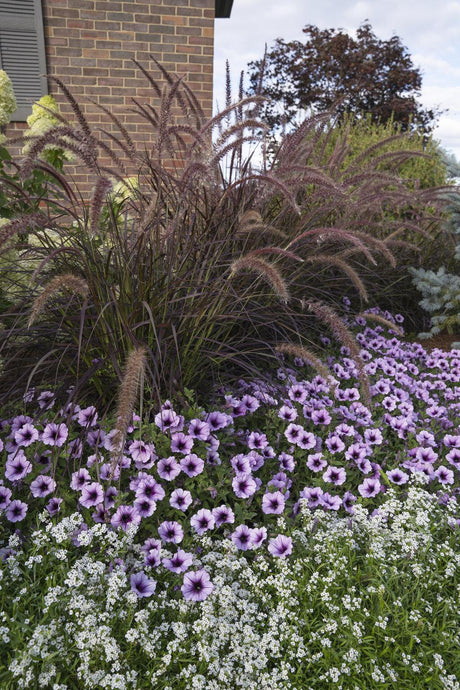 Purple fountain grass in a nursery pot with feathery purple plumes