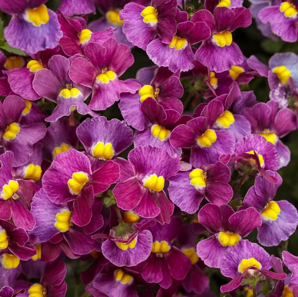 Aromance Mulberry Nemesia in bloom in a nursery pot