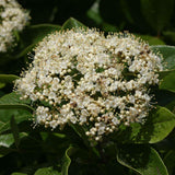 Brandywine viburnum shrub with white flower clusters