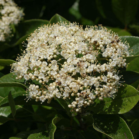 Brandywine viburnum shrub with white flower clusters