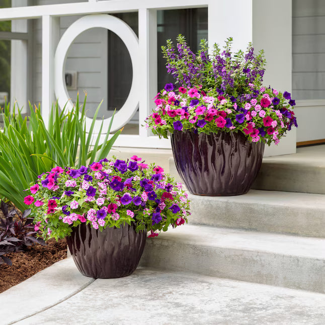 angelonia plant in pots Angelface® Blue Angelonia