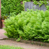 Ostrich fern in a nursery pot with feathery green fronds