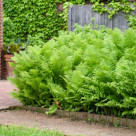 Ostrich fern in a nursery pot with feathery green fronds
