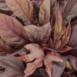 Sweet Caroline Red Hawk ornamental sweet potato vine in a pot