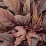 Sweet Caroline Red Hawk ornamental sweet potato vine in a pot