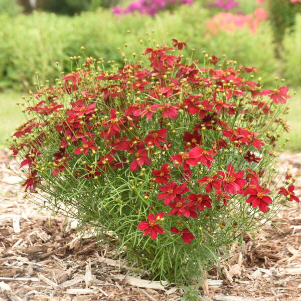 Coreopsis 'Scarlet Ribbons' with red flowers in a pot