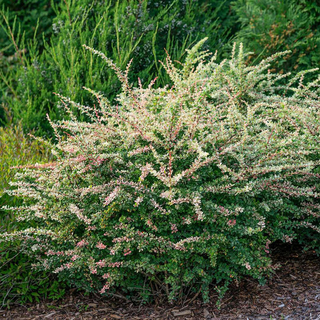 Sunjoy Sequins barberry in a nursery pot