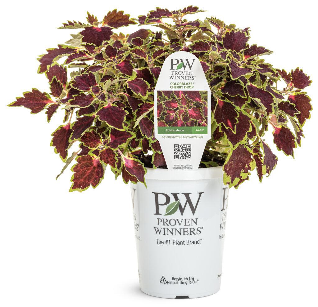 ColorBlaze® Cherry Drop Coleus | Proven Winners® – Creekside