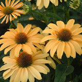 Color Coded One in a Melon coneflower with pink blooms