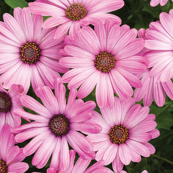 Bright Lights™ Pink Osteospermum | Proven Winners® – Creekside