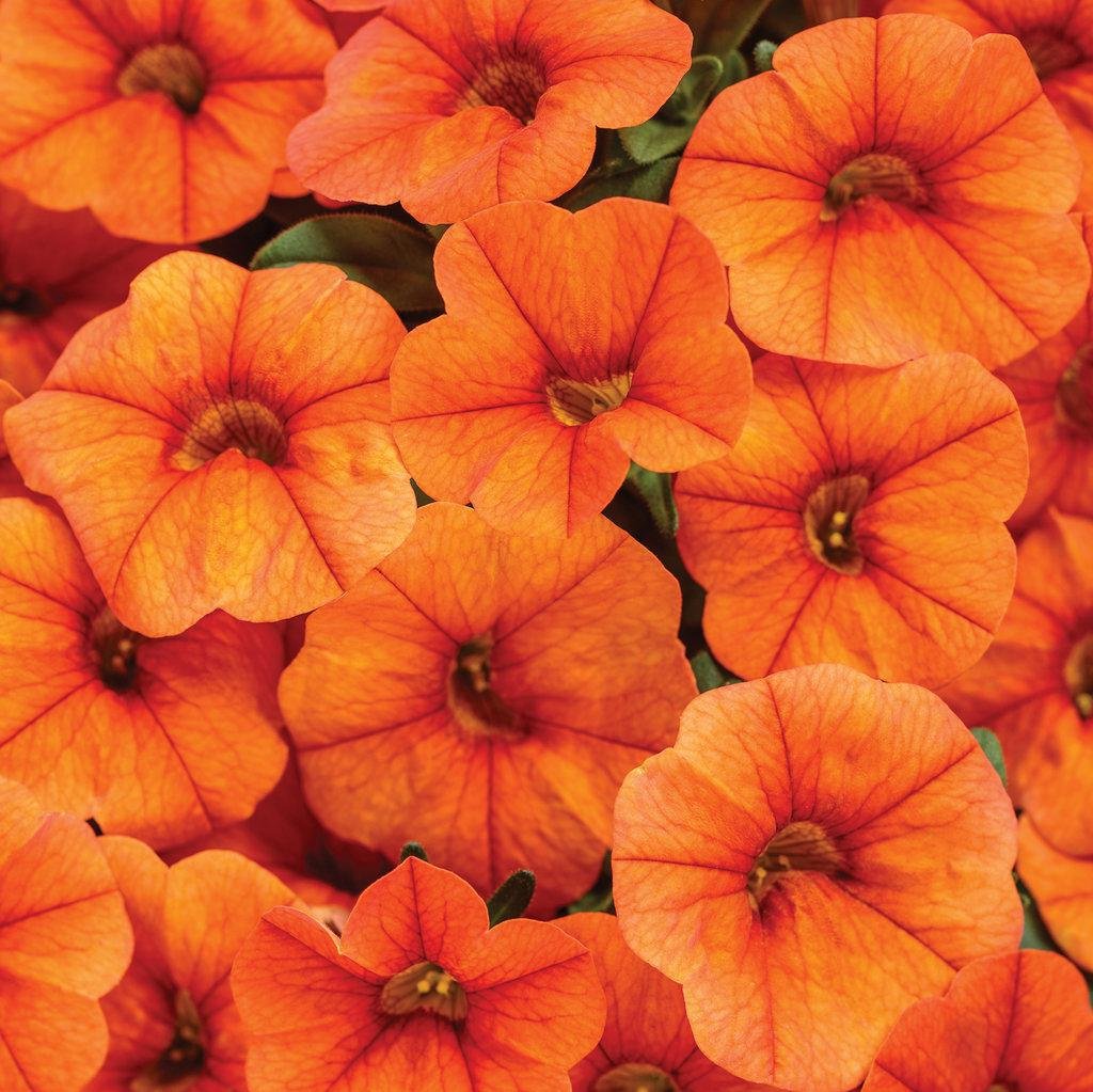 Superbells® Dreamsicle® Calibrachoa| Proven Winners® – Creekside