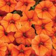 Superbells Dreamsicle calibrachoa with orange blooms in a pot