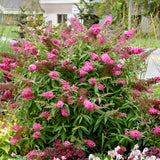 Cherry Royale' Monarch buddleia in a pot with blooms