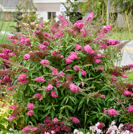 Cherry Royale' Monarch buddleia in a pot with blooms