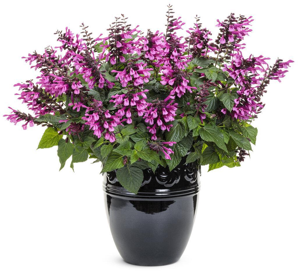 Unplugged® Pink Salvia | Proven Winners® – Creekside Nursery, Inc