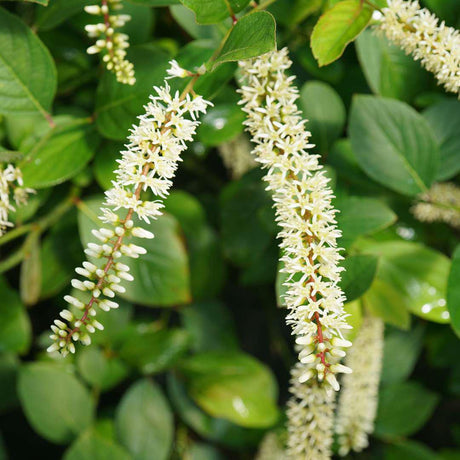 SCENTLANDIA Sweetspire in a nursery pot