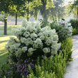 BOBO panicle hydrangea in bloom with white flower clusters