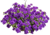 Purple Superbena verbena in a nursery pot
