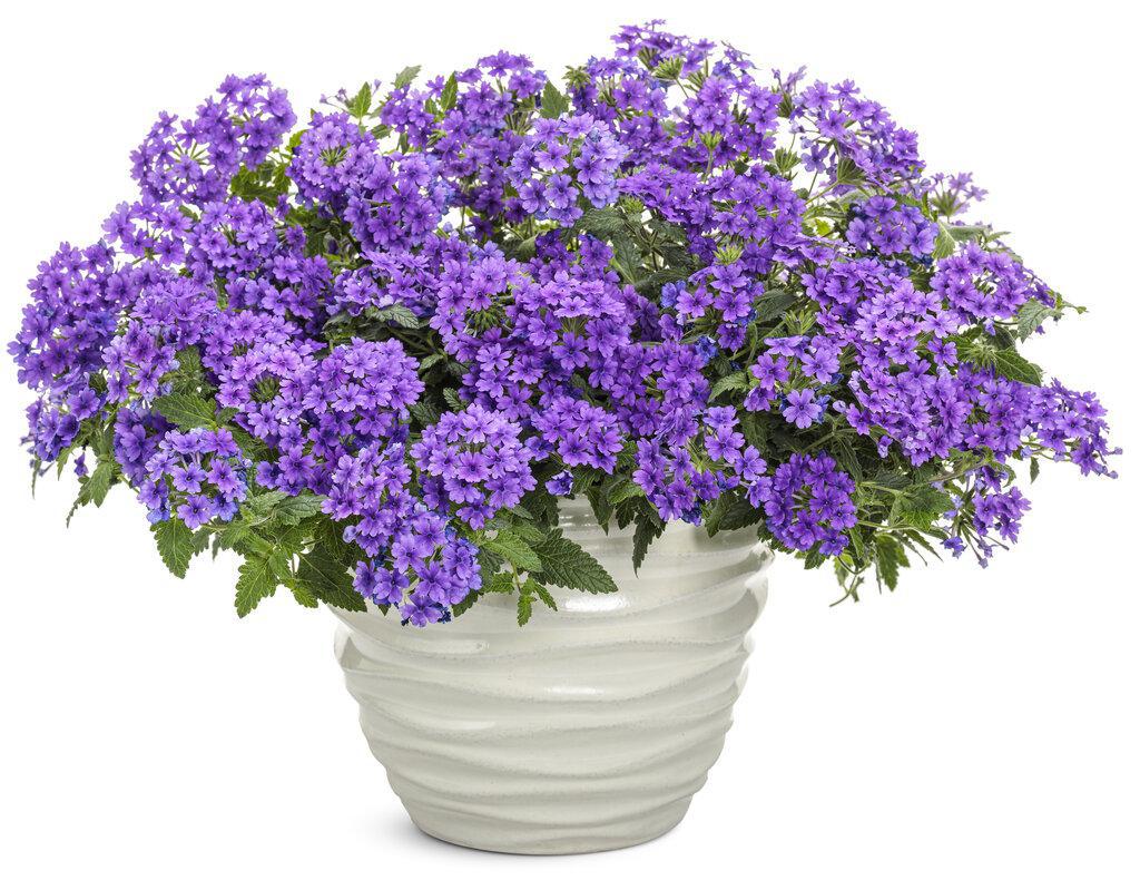 Superbena Cobalt verbena in a pot with purple blooms