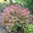 POCO LOCO™ abelia in a nursery pot