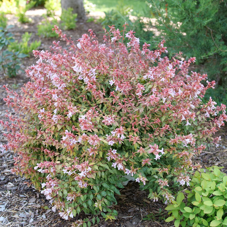 POCO LOCO™ abelia in a nursery pot