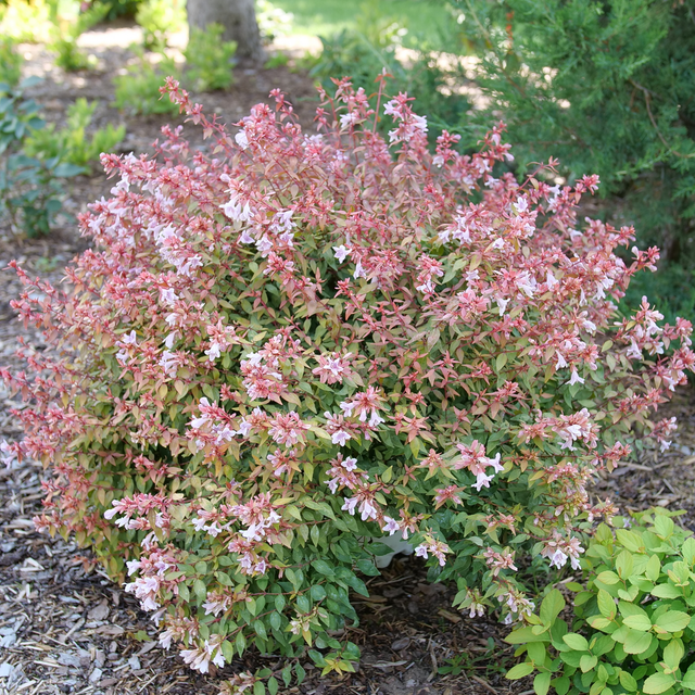 POCO LOCO™ abelia in a nursery pot