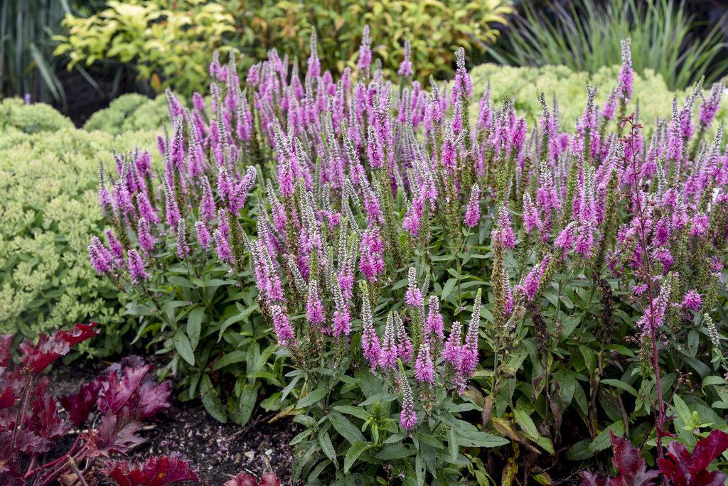Veronica Magic Show® 'Pink Potion' | Proven Winners® – Creekside