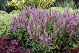 Veronica Magic Show Pink Potion with pink flower spikes in pot