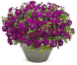 Superbena Royale Plum Wine verbena in a pot