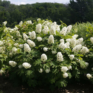 Gatsby Gal oakleaf hydrangea with white flower clusters
