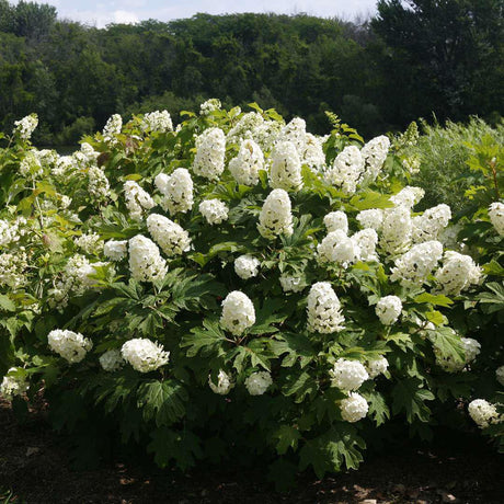 Gatsby Gal oakleaf hydrangea with white flower clusters